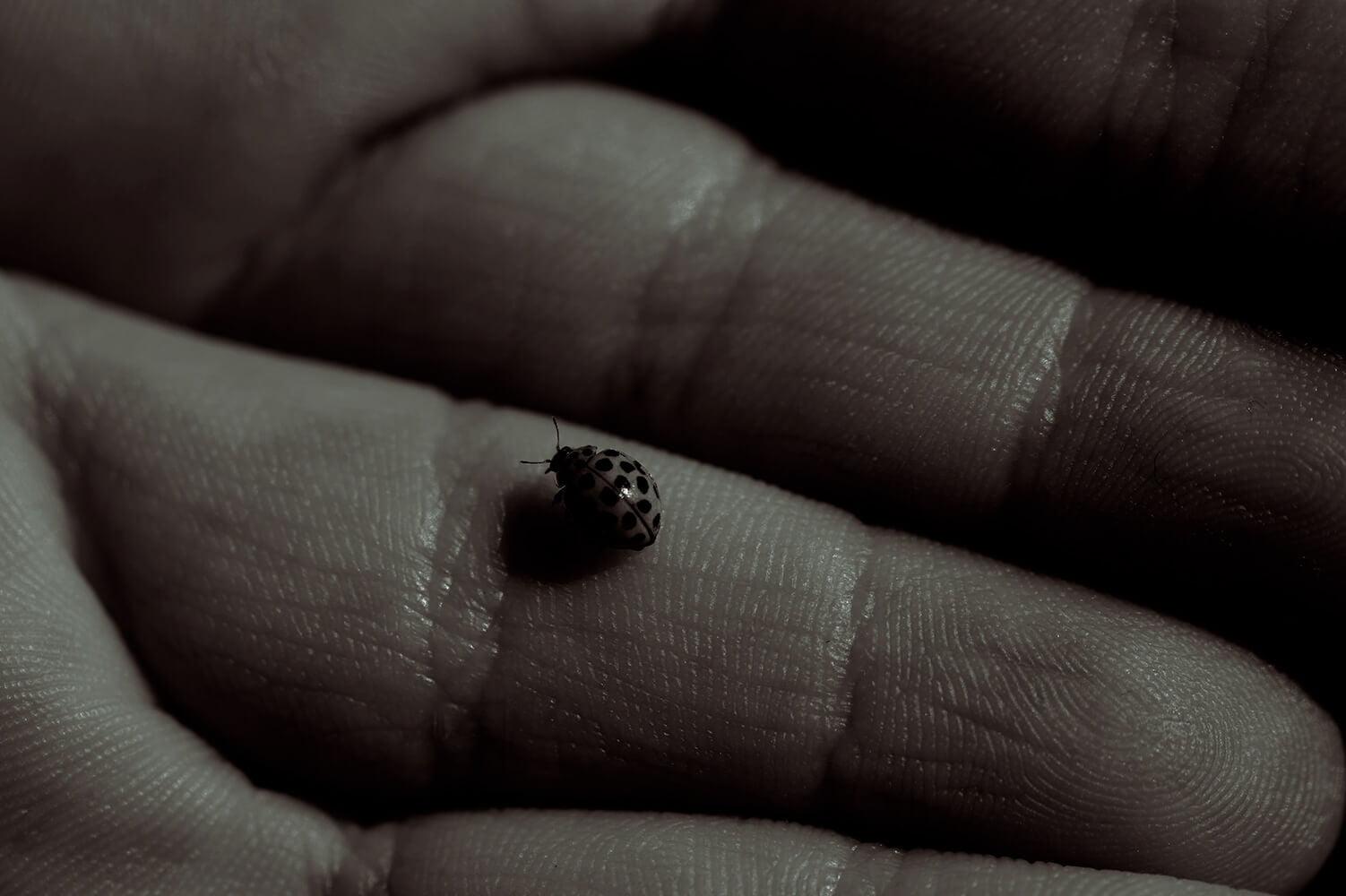 hand holding ladybug duotone