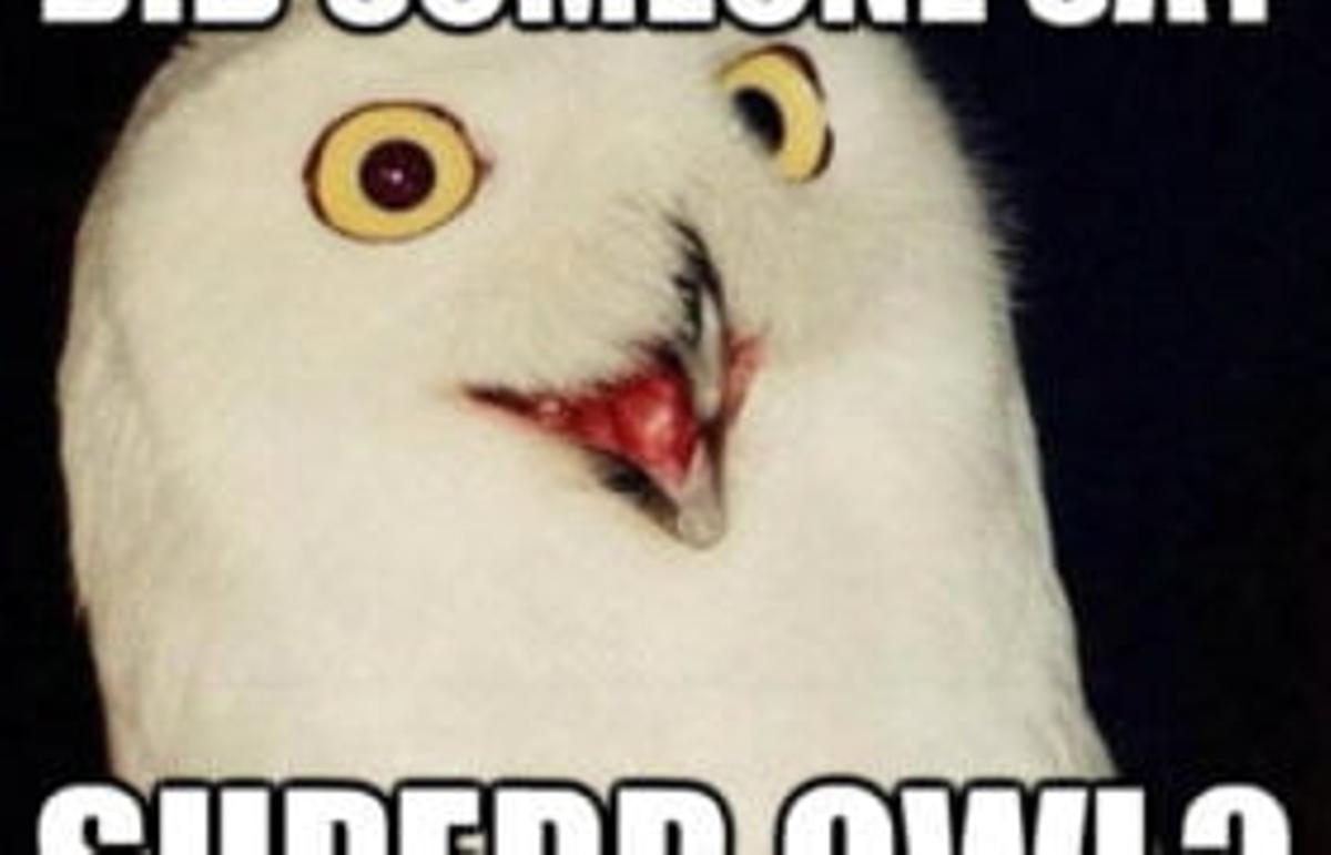 A white snowy owl with yellow eyes and a slightly open beak against a dark background. White text at the top reads DID SOMEONE SAY. White text at the bottom reads SUPERB OWL?. A quickmeme.com logo is visible in the bottom right.