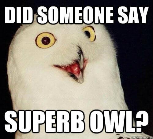 "did someone say superb owl?" (super bowl reference)