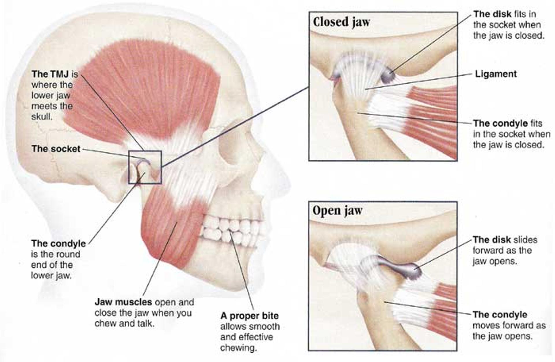 jaw muscles image