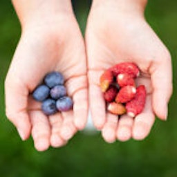 hands holding fruit